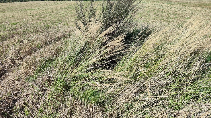piltuvveida izskalojumu piemeri 4 Praktisks ceļvedis katram zemes saimniekam. Kā kopt drenāžas sistēmu un nekļūt par “purva” īpašnieku?